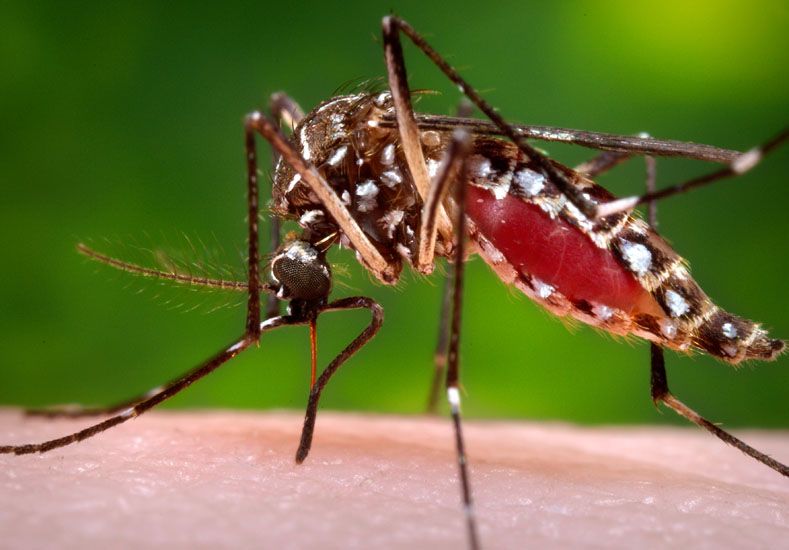 Reproducción. Habrá meses de lluvia; clima ideal para el mosquito. Foto: AP