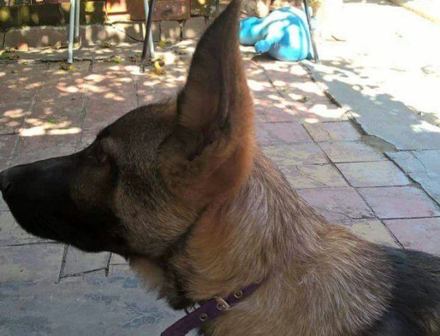 <b> Dócil y experto.</b> Max es un cachorro adiestrado en la búsqueda de personas.