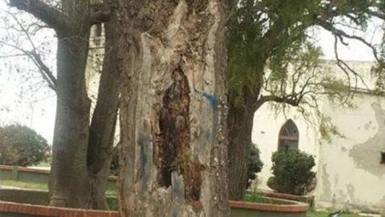 <div><div> Imagen de la virgen en el árbol.</div><div></div></div>