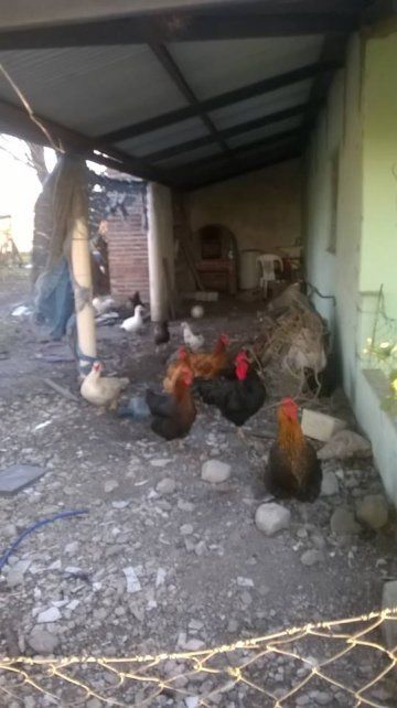 La granja en el Centro de Salud. 