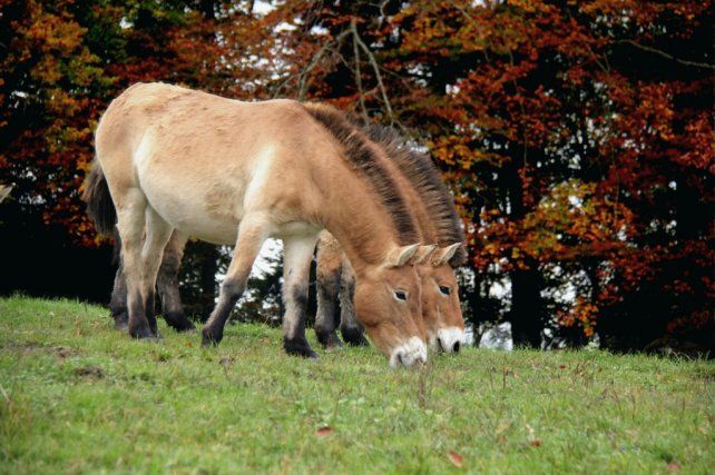 Takhis. International Takhi Group.