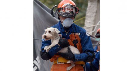 <div><div> Después de días de apoyo en las tareas de rescate, los japoneses se llevaron la sorpresa que entre las ruinas encontraron a un pequeño perrito.<div><br> </div></div></div>