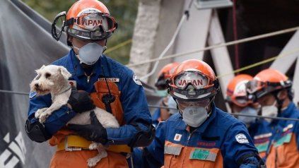 <div> El perrito de raza Schnauzer permaneció en los escombros desde el martes 19 de septiembre.<div> </div></div>